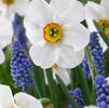Daffodil