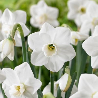 Daffodil