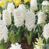 Hyacinthus orientalis 'Carnegie'
