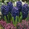 Hyacinth