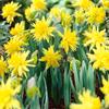 Daffodil