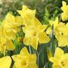 Daffodil