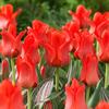 Tulip