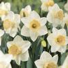 Daffodil