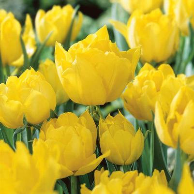 Tulip