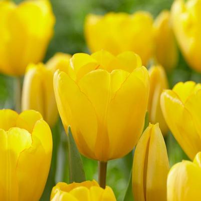 Tulip