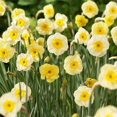 Daffodil
