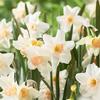 Daffodil