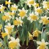 Daffodil