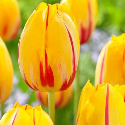 Tulip