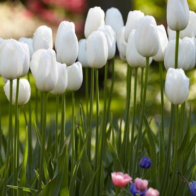 Tulipa single late 'Maureen'