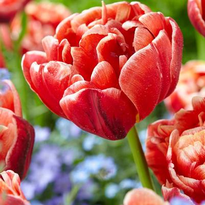 Tulip