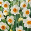Narcissi small-cupped 'Barrett Browning'