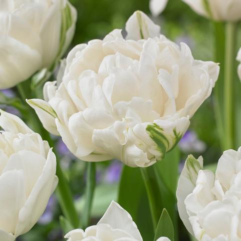 Tulip