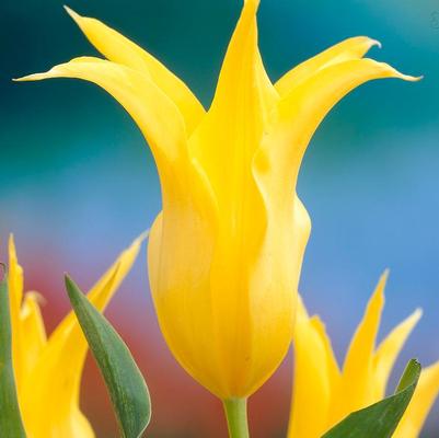 Tulip