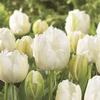 Tulip