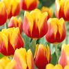 Tulip