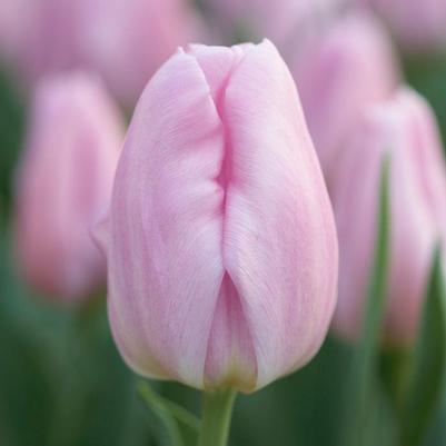 Tulip