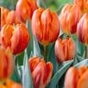 Tulipa single early 'Princess Irene'