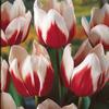 Tulip
