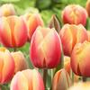 Tulipa darwin hybrid 'Marit'