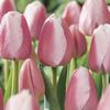 Tulipa darwin hybrid 'Ollioules'