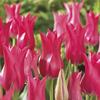 Tulip