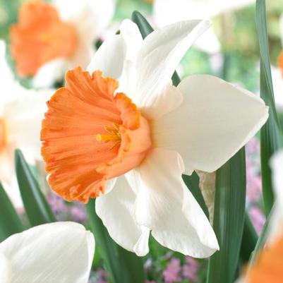 Narcissi trumpet 'Chromacolor'