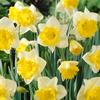 Daffodil