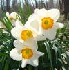 Narcissi large cupped 'Sempre Avanti'