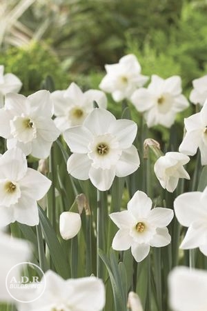 Narcissi large cupped 'Stainless'