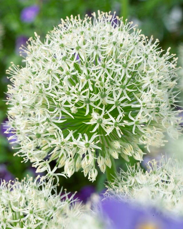 Allium giant 'Mont Blanc'