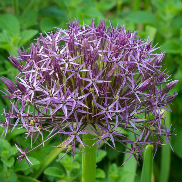 Allium tall 'Christophii'