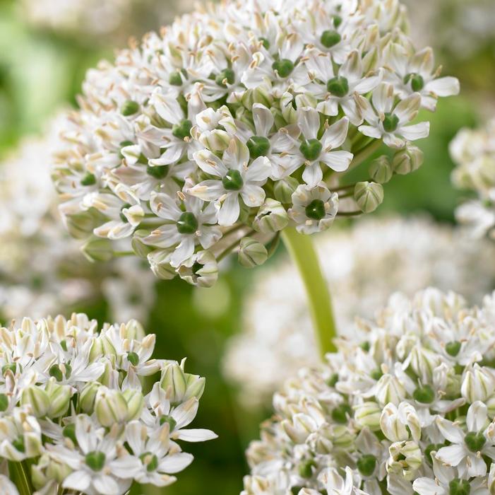 Allium tall 'Multibulbosum'