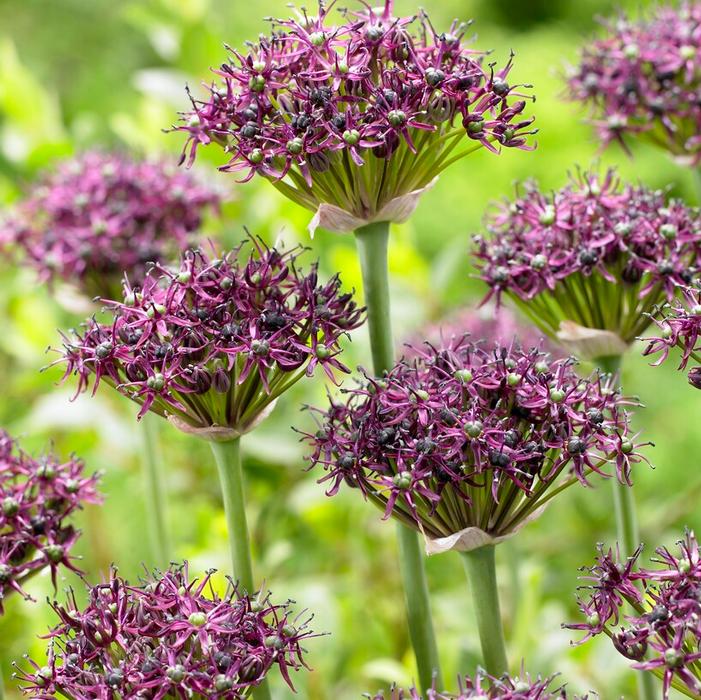 Allium miniature 'Atropurpureum'