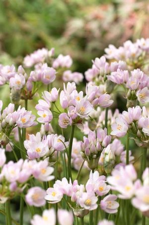 Allium miniature 'Roseum'