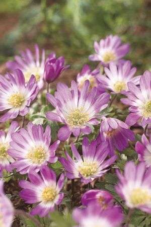 Anemone blanda 'Pink Star'