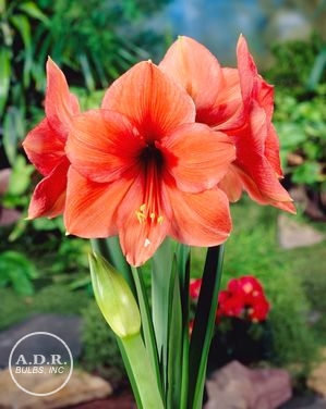 Amaryllis 'Desire'