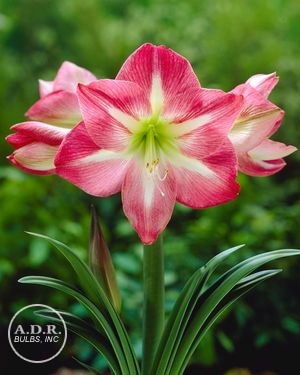 Amaryllis 'Exposure'