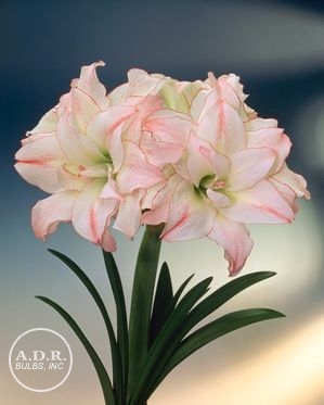 Amaryllis double 'Aphrodite'