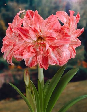 Amaryllis double 'Lady Jane'