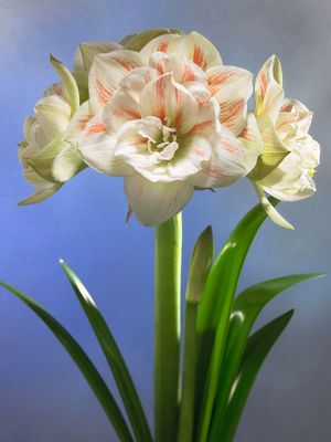 Amaryllis double 'Nymph'