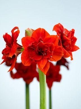 Amaryllis double 'Red Nymph'