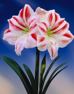 Amaryllis 'Sydney'