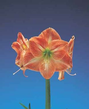 Amaryllis 'Piquant'