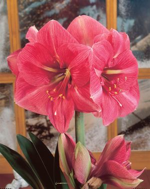 Amaryllis 'Bolero'