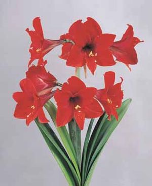 Amaryllis 'Carina'