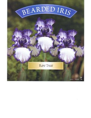 Iris germanica 'Rare Treat'