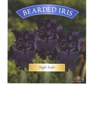 Iris germanica 'Night Ruler'