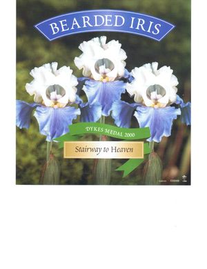 Iris germanica 'Stairway To Heaven'